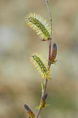 Willow branches with earrings. Beauty of nature. Spring, youth, growth concept.
