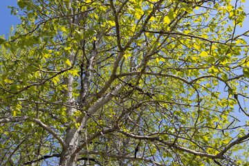 yellow leaves of aspen tree against blue sky