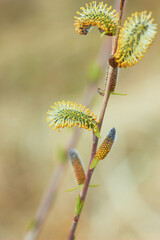 Willow branches with earrings. Beauty of nature. Spring, youth, growth concept.
