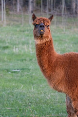 Fototapeta premium funny brown alpaca smiling with teeth out 