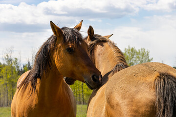 horses whispering to each other 