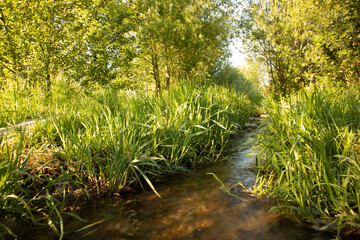Forest stream