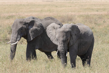 Fototapeta premium A pair of African elephants walk through the Savannah plains of the Serengeti.