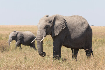 Naklejka na ściany i meble A pair of African elephants walk through the Savannah plains of the Serengeti.