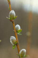 Willow branches with earrings. Beauty of nature. Spring, youth, growth concept.
