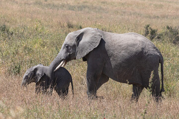 Naklejka na ściany i meble A female elephant and her calf walk through some tall grass in the Serengeti National park.