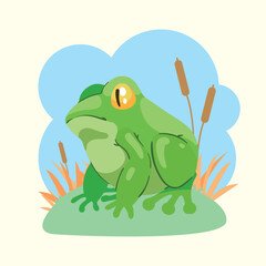 green frog amphibian