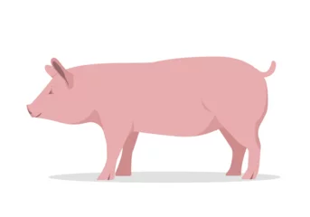 Fotobehang Pink fat pig isolated on white background. Domestic Pig Farm animal. Vector flat or cartoon illustration. © Елена Истомина