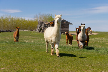 group of alpaca walking towards camera in field 