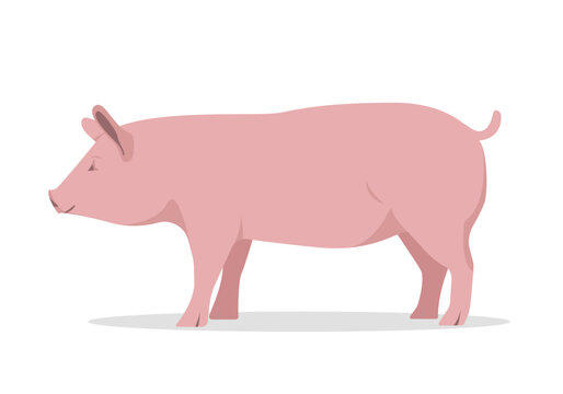 Pink fat pig isolated on white background. Domestic Pig Farm animal. Vector flat or cartoon illustration.