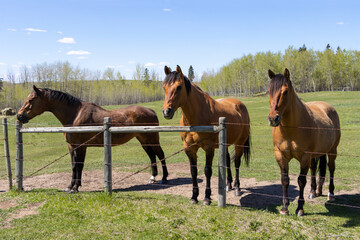 horses standing by fence in a meadow