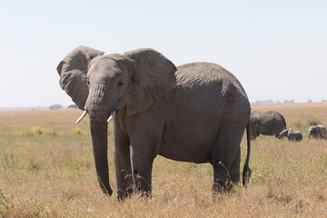 Naklejka na ściany i meble A lone female elephant walks through the Savannah plains of Serengeti National park.