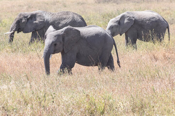 A herd of African elephants walking through the Savannah.