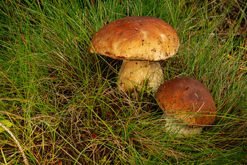 porcini mushroom, Boletus mushroom, ceps growing in forest. Wild mushroom growing in forest. Ukraine.