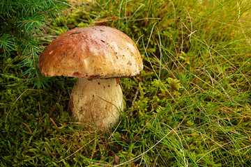 porcini mushroom, Boletus mushroom, ceps growing in forest. Wild mushroom growing in forest. Ukraine.