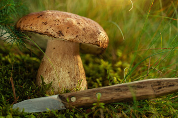 porcini mushroom, Boletus mushroom, ceps growing in forest. Wild mushroom growing in forest. Ukraine.
