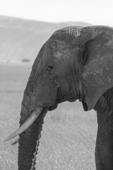Wild African elephant portrait in black and white.