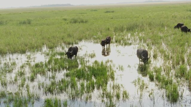 Water buffalo Bubalus bubalis Walking and feeding in tall grass in a wetland habitat aerial view