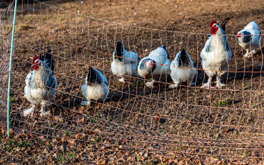 Frei laufende Hühner 