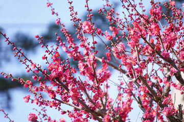 満開の紅梅