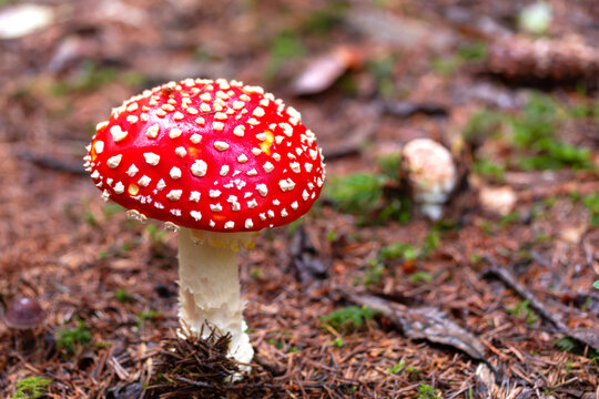 Fly agaric or fly amanita mushroom (Amanita muscaria). Muscimol mushroom. Wild mushroom growing in forest. Ukraine.