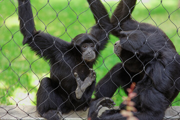 Two black monkeys in zoo in an aviary behind mesh fence with green background in summer, one looking at camera, wildlife outdoor zoological close up scene, animals primates in captivity