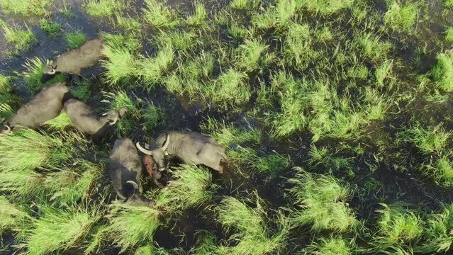 Water buffalo Bubalus bubalis Walking and feeding in tall grass in a wetland habitat aerial view