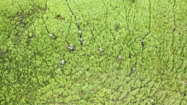 Bubalus Bubalis Water Buffalo Herd With Calves Walking And Grazing In Tall Grass Meadow Aerial view