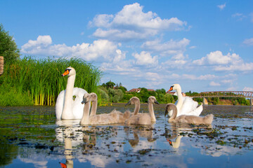 Swans with their young