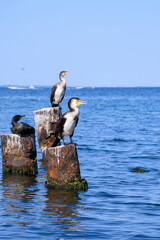 Odesa, Ukraine, sea, birds, cormorants, seagulls, dogs, cats, puppies, animals, city, lovers, bar, lovers, beach, streets, buildings, old town, swindler, robbery, mailboxes
