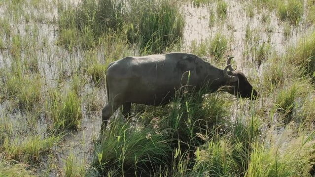 Water buffalo Bubalus bubalis Walking and feeding in tall grass in a wetland habitat aerial view