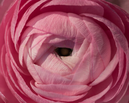close up macro of pink ranunculus flower 