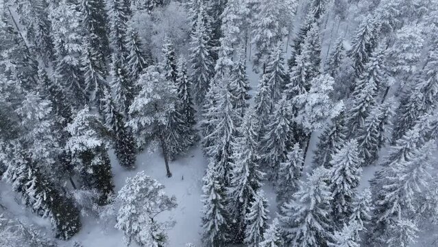 Aerial winter landscape with pine trees snow covered in spruce forest in cold mountains. Fly forward drone footage of the winter forest during heavy snowfall. Northern Sweden, Umea