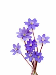 bouquet of violet flowers on white background, wild flowers isolated on white 