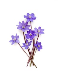 violet flowers isolated on white background 