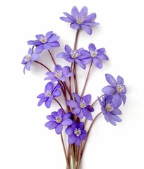 bouquet of spring flowers, hepatica flower (liverleaf or liverwort) on white background with space for text