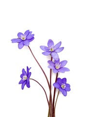 hepatica flower (liverleaf or liverwort) on white background with space for text
