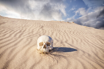 human skull in the sand desert - 578132994
