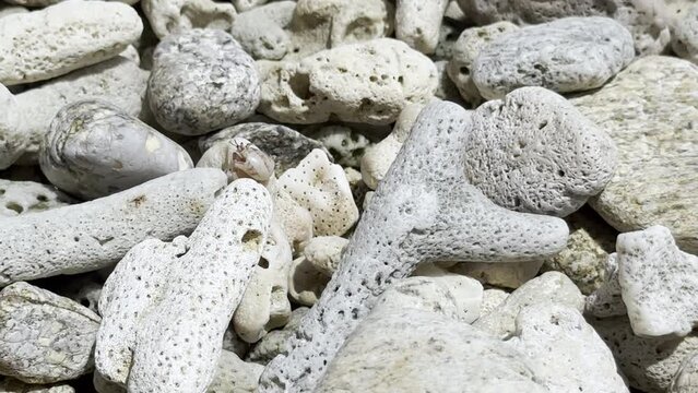 Hermit crab in its shell crawls over corals and sea stones on the shore.