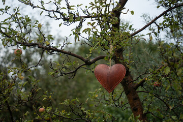 apple tree with apples, heart