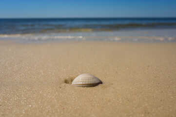 A clam shell washed up on a beach