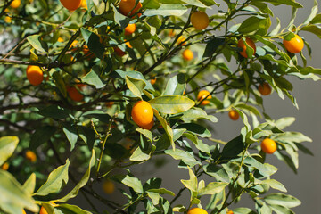 Kumquat fruits on the tree against blurred background