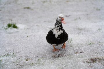 Duck on the snow in the park