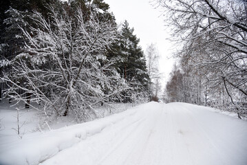snow covered trees in winter