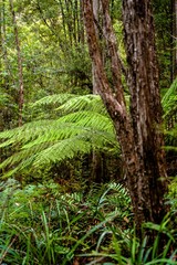 Fern in the forest