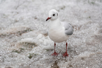 Seagull on the snow in the park
