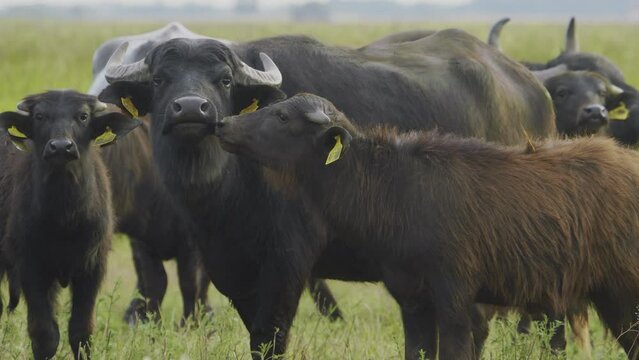 Water Buffalo Bubalus Bubalis Close up Slow Motion Image