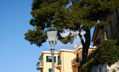 An iron and glass lamppost near a garden with a large maritime pine