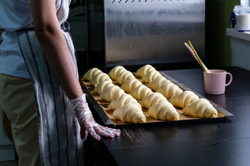 The baker with raw formed croissants on the tray before baking. Croissant production in the bakery