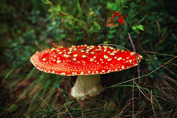 Fly agaric or fly amanita mushroom (Amanita muscaria). Muscimol mushroom. Wild mushroom growing in...